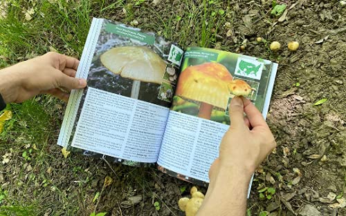 The Forager’s Guide to Wild Foods