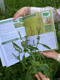 The Forager’s Guide to Wild Foods