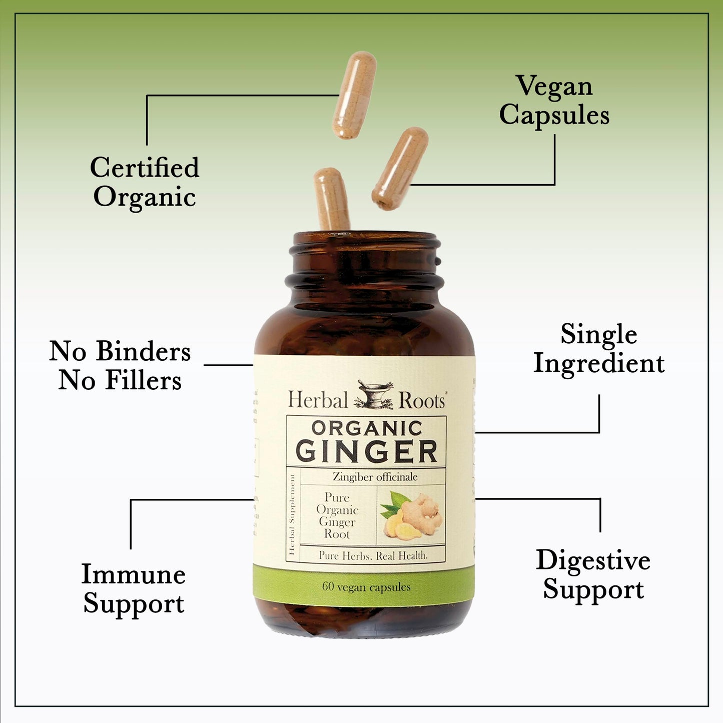 Herbal Roots Ginger Supplement | Organic Ginger Root Capsules | 1,200 mg of Pure Ginger Powder per Serving | 60 Vegan Capsules