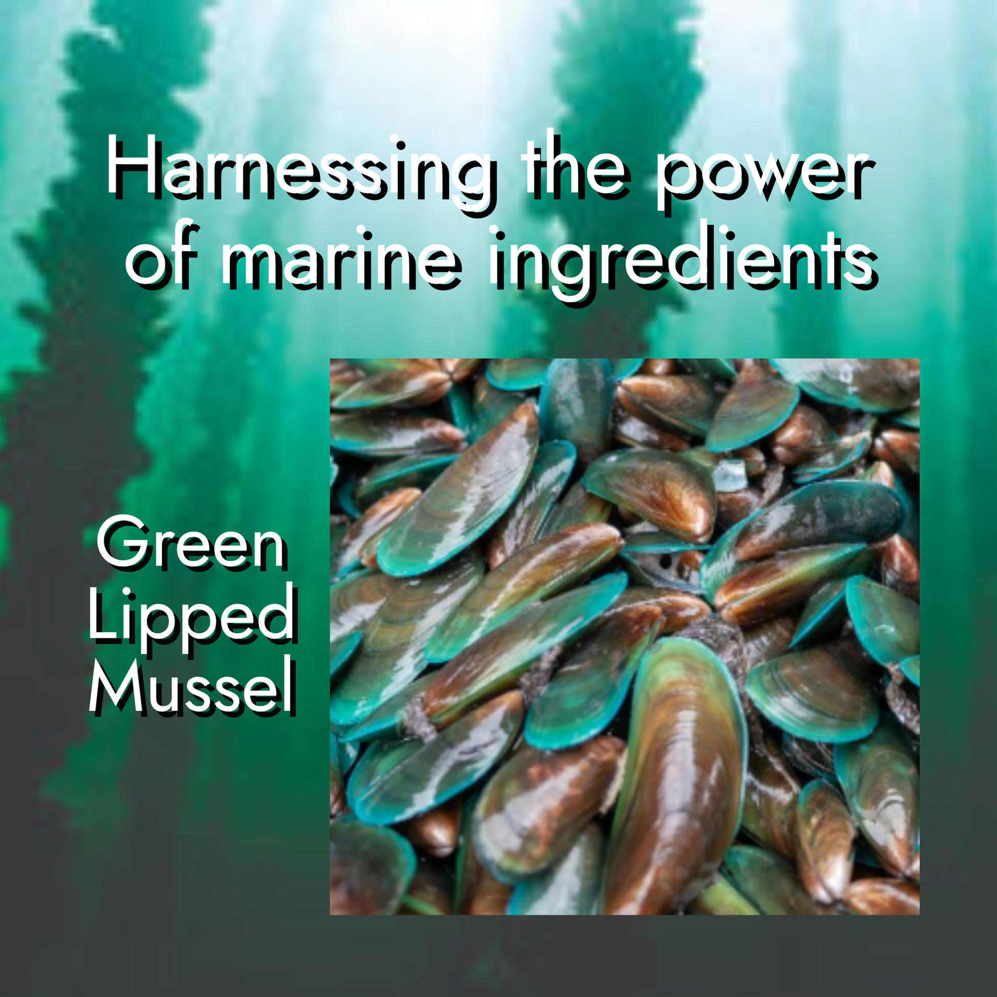 Green-lipped mussel farming in New Zealand has been a leading example of sustainable aquaculture. Perna Mussels are grown on ropes located within pristine unpolluted water with proper temperature and flow rate. The mussels naturally feed on phytoplankton and other algae naturally found in the water off the coast of New Zealand. 