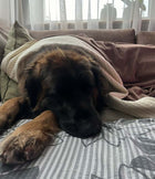 Earthing Harmony - Grounding & Earthing Throw Blanket