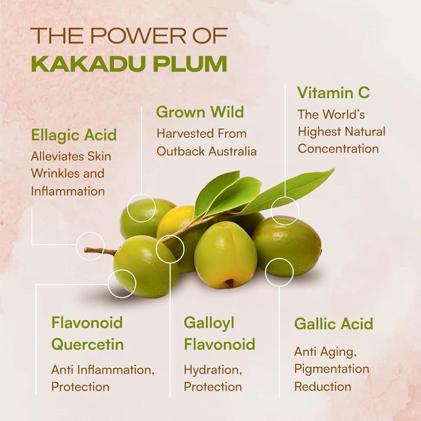 Bakuchiol and Kakadu Plum Anti-Aging Serum