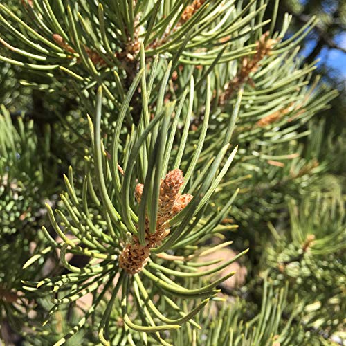 Jenny Joy's Handmade Soap Original Soothing Pinon Pine Salve with Pine Resin from Arizona 2 oz