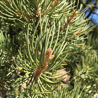 Jenny Joy's Handmade Soap Original Soothing Pinon Pine Salve with Pine Resin from Arizona 2 oz